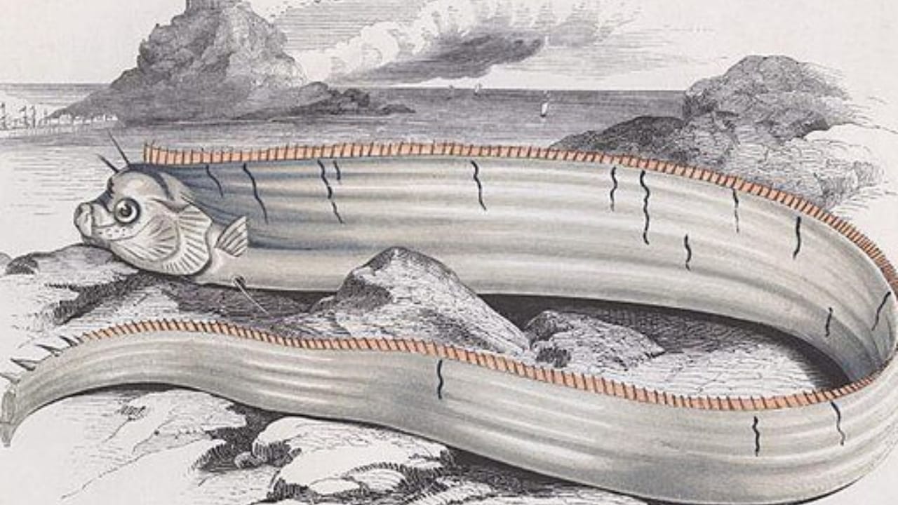 The 'Doomsday Fish' and its Eerie Connection to Natural Disasters 3 The 'Doomsday Fish' and its Eerie Connection to Natural Disasters - oarfish wc