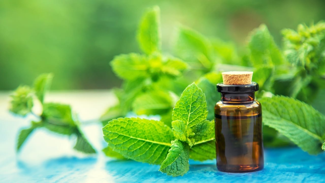 15 Scents Bed Bugs Hate—and How to Use Them - oil peppermint dp402404424