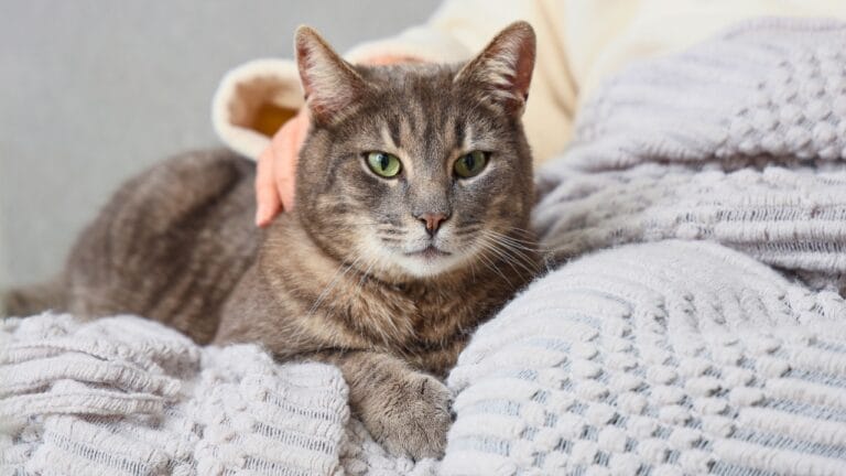 15 Signs Your Cat is Getting Older (Even if They Don’t Show it) 6 15 Signs Your Cat is Getting Older (Even if They Don’t Show it) - old cat ss2450943897