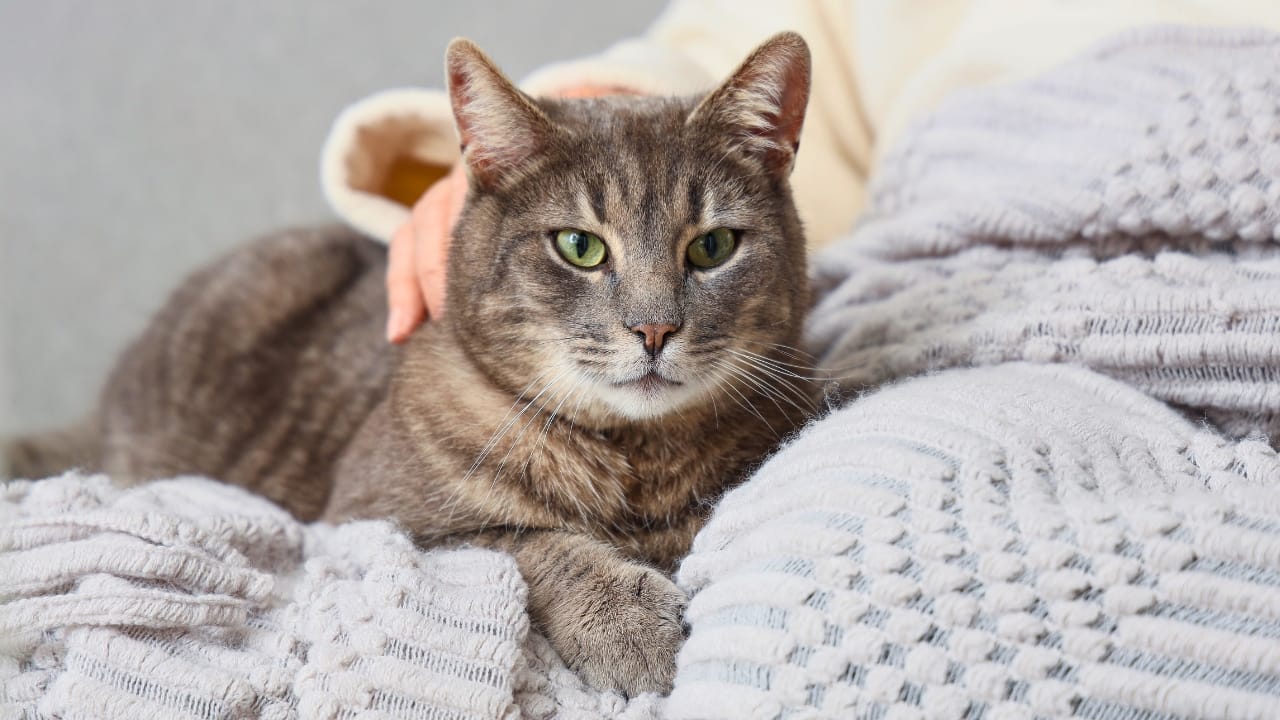 10 Behavioral Changes in Your Cat You Shouldn’t Ignore - old cat ss2450943897