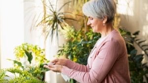 These 10 Houseplants Bring the Beauty of Spring in the Fall to Your Living Space 1 These 10 Houseplants Bring the Beauty of Spring in the Fall to Your Living Space - old woman houseplants ss1651713481