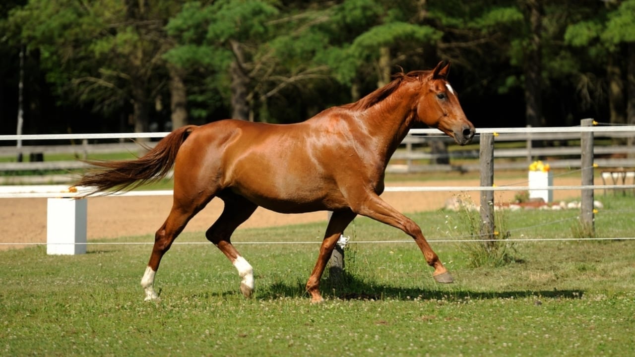 17 Breeds Dominating the Global Equestrian Scene That Makes Germany Proud 5 17 Breeds Dominating the Global Equestrian Scene That Makes Germany Proud - oldenburg horse ss2279723127