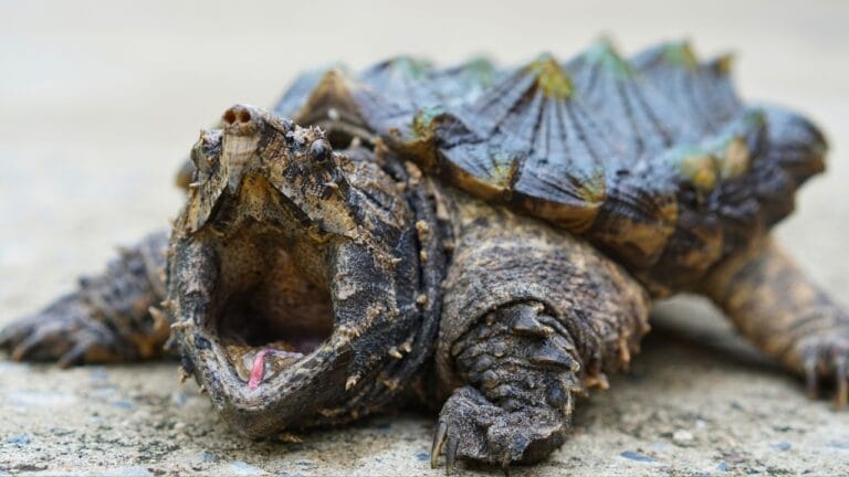 10 of the World's Most Dangerous Turtles 7 10 of the World's Most Dangerous Turtles - on the street ss1122435878