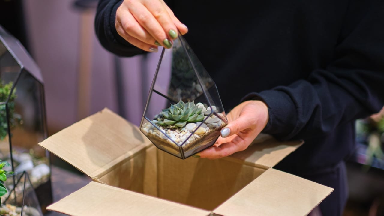 10 Alarming Facts About the Houseplant Black Market Threatening Plant Survival 9 10 Alarming Facts About the Houseplant Black Market Threatening Plant Survival - online business woman selling succulents ss1908459724