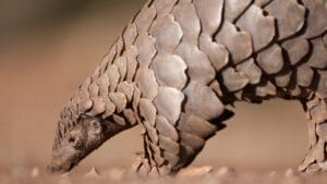 15 Rare Animal Species You’ll Rarely See as They Face Extinction in the Wild 1 15 Rare Animal Species You’ll Rarely See as They Face Extinction in the Wild - pangolin dp101097472
