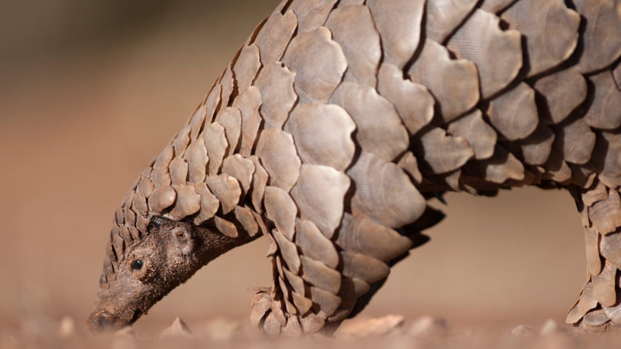 The World's Most Trafficked Mammal: One Poached Every Three Minutes 3 The World's Most Trafficked Mammal: One Poached Every Three Minutes - pangolin dp101097472