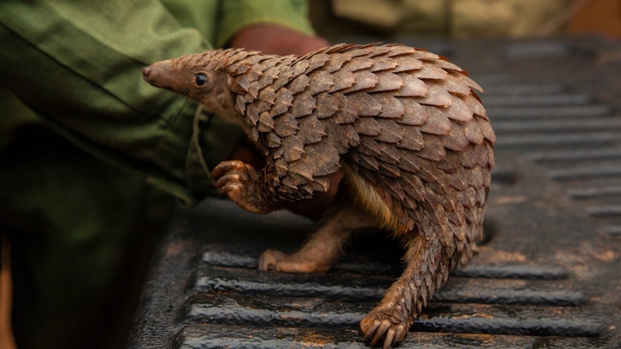 The World's Most Trafficked Mammal: One Poached Every Three Minutes 6 The World's Most Trafficked Mammal: One Poached Every Three Minutes - pangolin with ranger ss2079933220