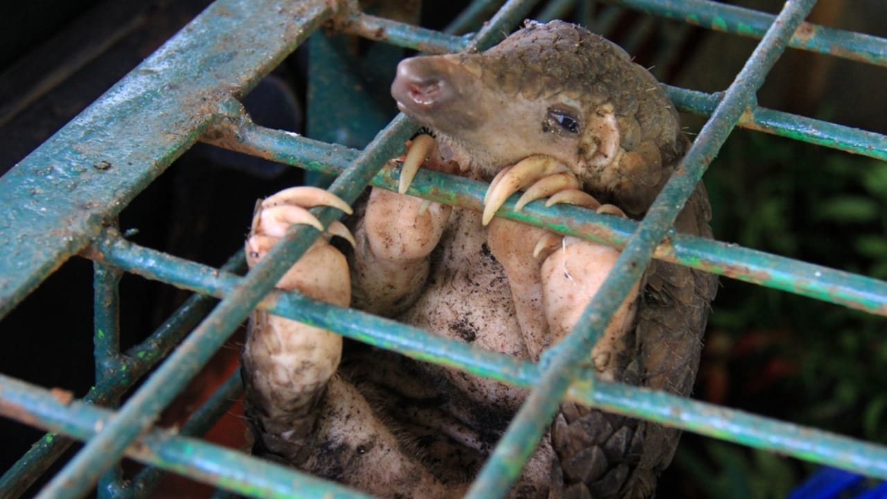 The World's Most Trafficked Mammal: One Poached Every Three Minutes 2 The World's Most Trafficked Mammal: One Poached Every Three Minutes - pangolins in cage rescuing ss1799803417