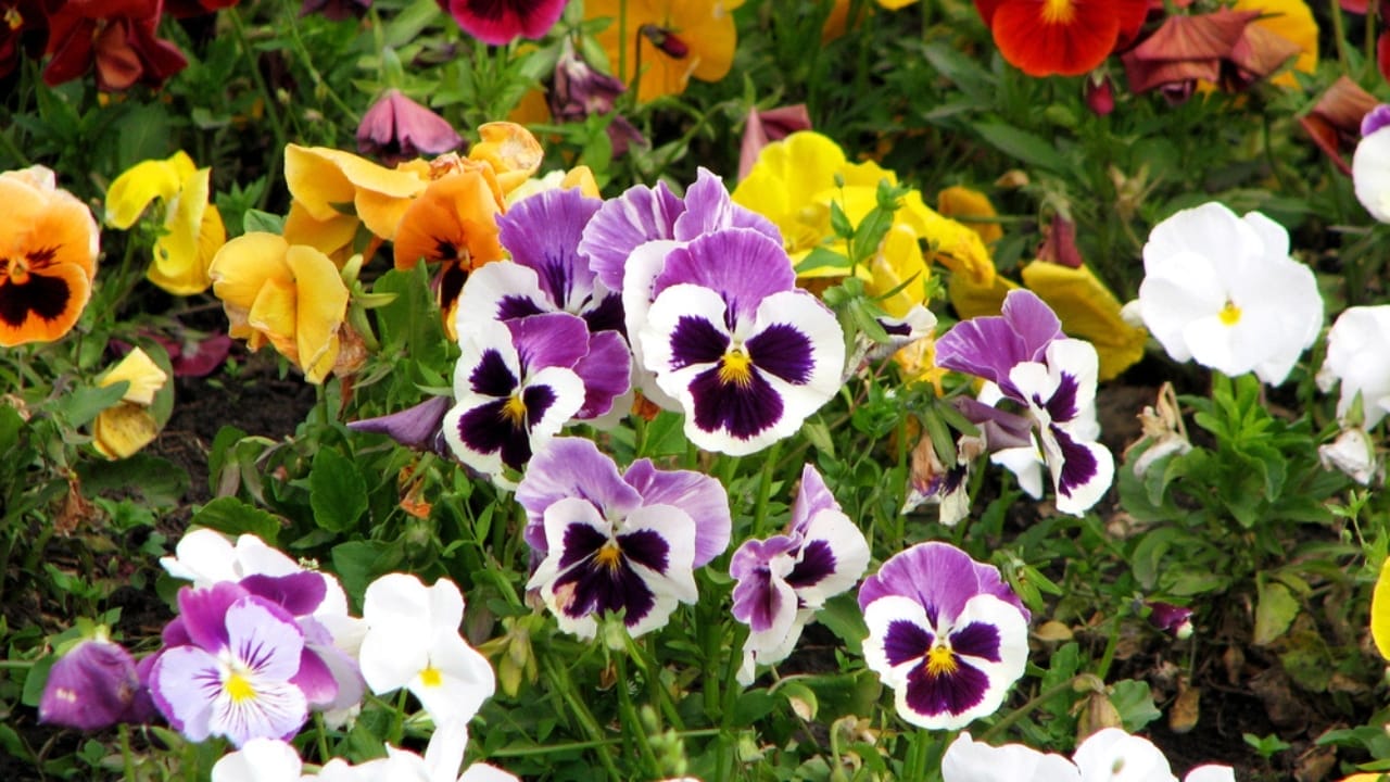 18 Flowers So Easy to Grow, Even a Newbie Can Do It 11 18 Flowers So Easy to Grow, Even a Newbie Can Do It - pansies dp1343724