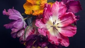 Want Show-Stopping Parrot Tulips? Here’s How to Grow & Maintain Them 1 Want Show-Stopping Parrot Tulips? Here’s How to Grow & Maintain Them - parrot tulip bloom ss2106210152
