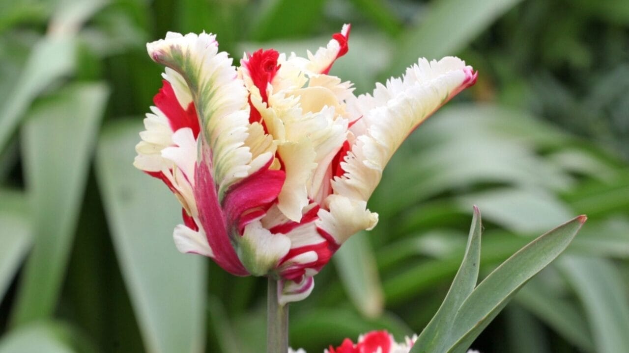 Want Show-Stopping Parrot Tulips? Here’s How to Grow & Maintain Them 6 Want Show-Stopping Parrot Tulips? Here’s How to Grow & Maintain Them - parrot tulip variety ss2446108415