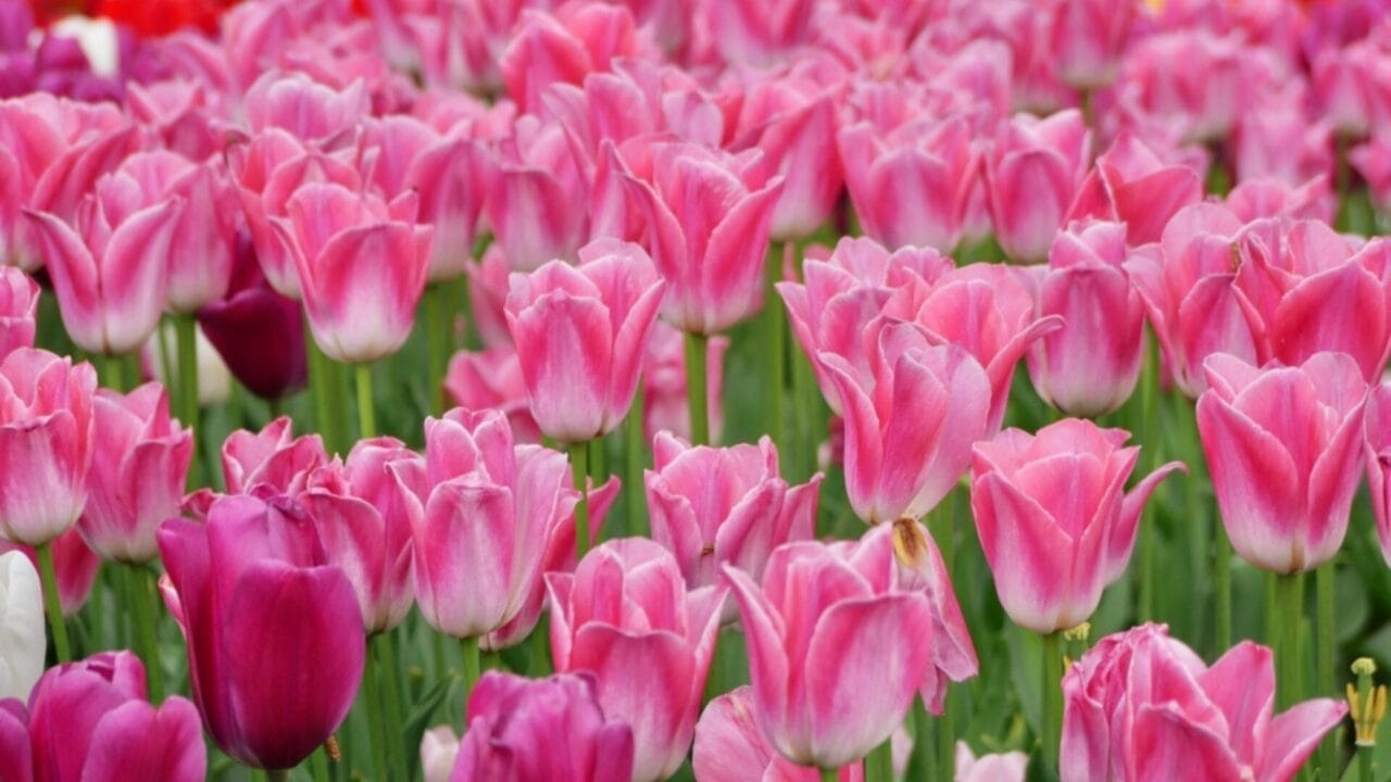 Want Show-Stopping Parrot Tulips? Here’s How to Grow & Maintain Them 3 Want Show-Stopping Parrot Tulips? Here’s How to Grow & Maintain Them - parrot tulips ss2454080619