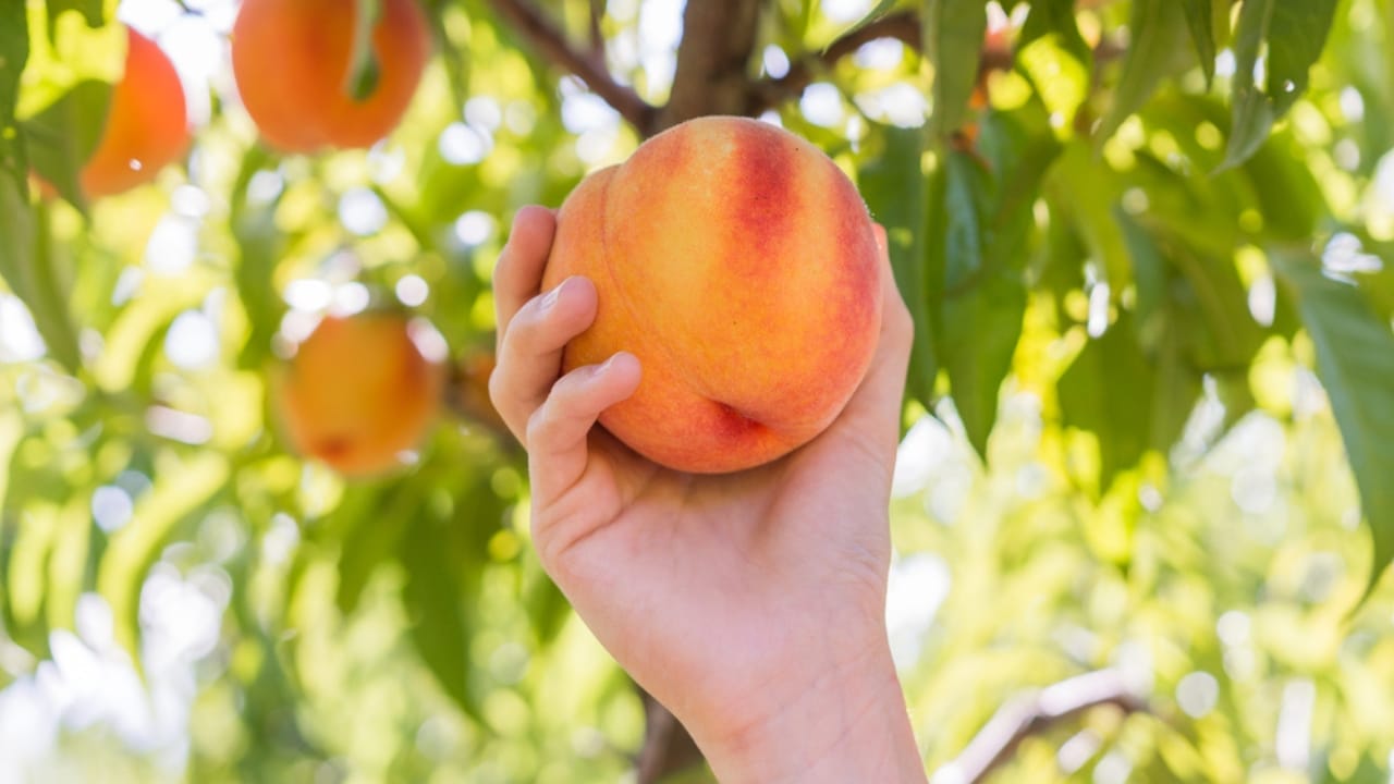 Never Miss a Ripe Peach Again: How to Choose the Perfect One Every Time 4 Never Miss a Ripe Peach Again: How to Choose the Perfect One Every Time - picking fresh peach dp355791218