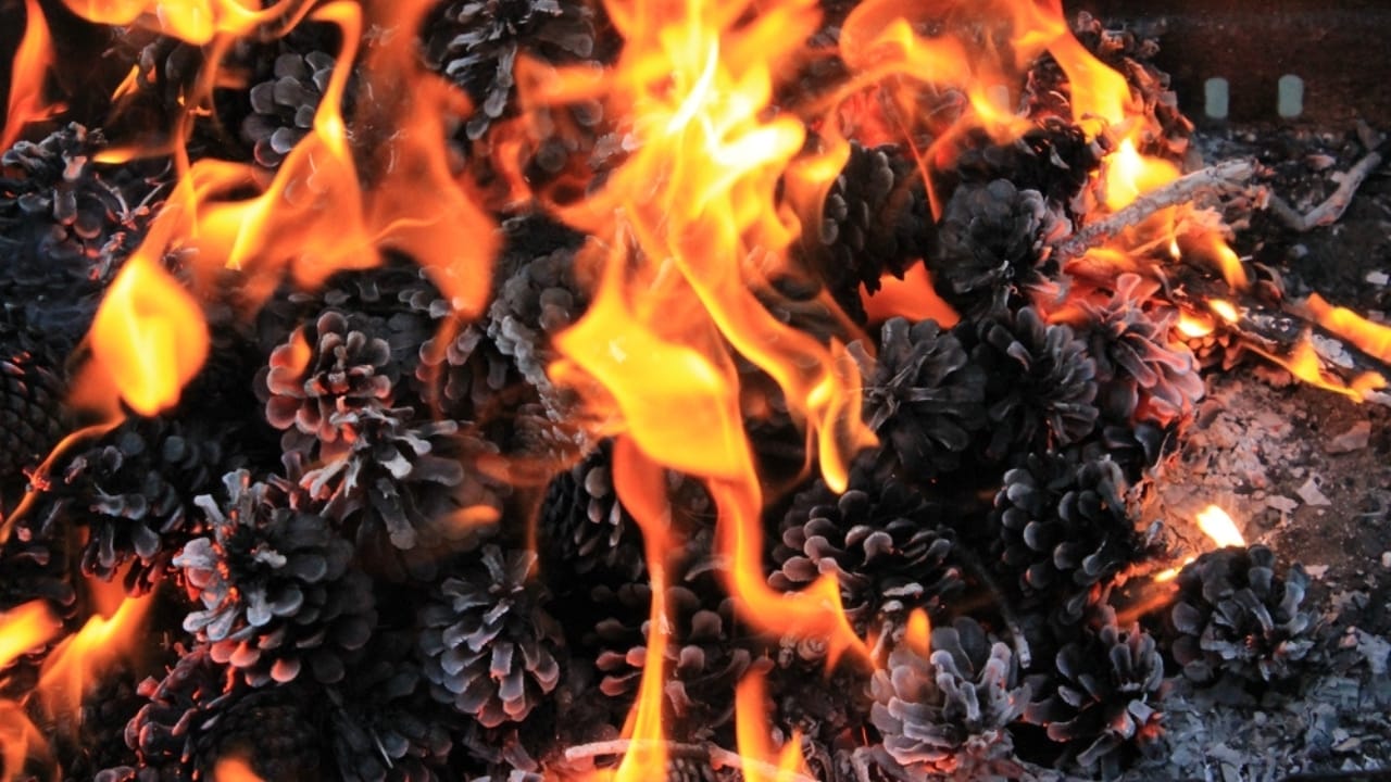 10 Creative Ways to Use Pine Cones in Your Home & Garden 6 10 Creative Ways to Use Pine Cones in Your Home & Garden - pine cone burning ss2359595829