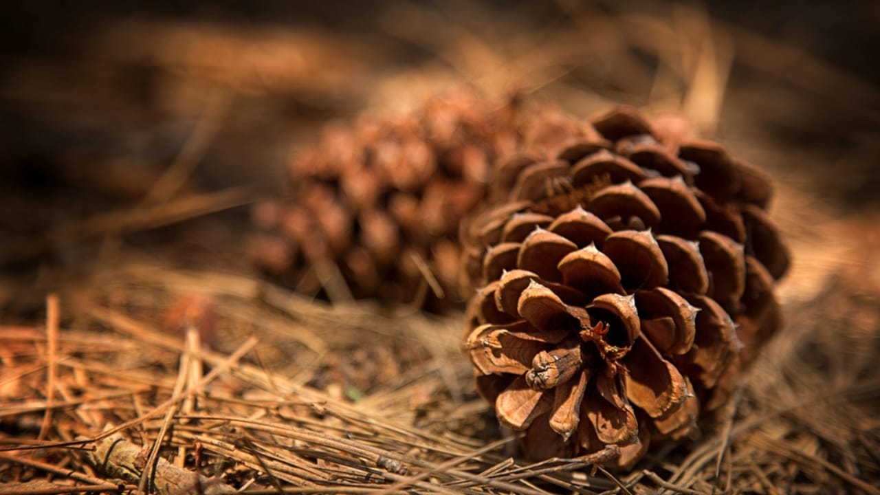 8 Reasons Gardening Pros Add Pinecones to Their Planters 4 8 Reasons Gardening Pros Add Pinecones to Their Planters - pine cone dp48793697