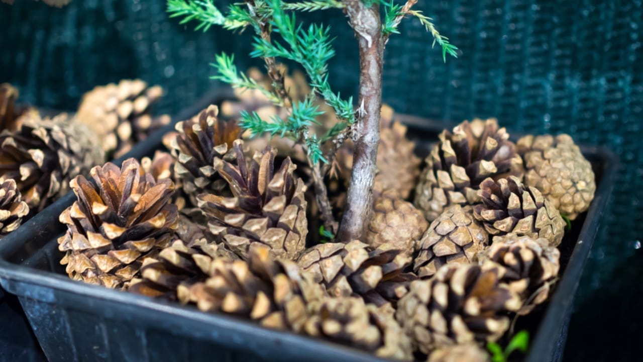 8 Reasons Gardening Pros Add Pinecones to Their Planters 8 8 Reasons Gardening Pros Add Pinecones to Their Planters - pine cone flower pot ss1559247863