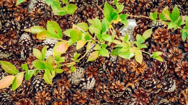 8 Reasons Gardening Pros Add Pinecones to Their Planters 1 8 Reasons Gardening Pros Add Pinecones to Their Planters - pine cone mulch ss 2323318305