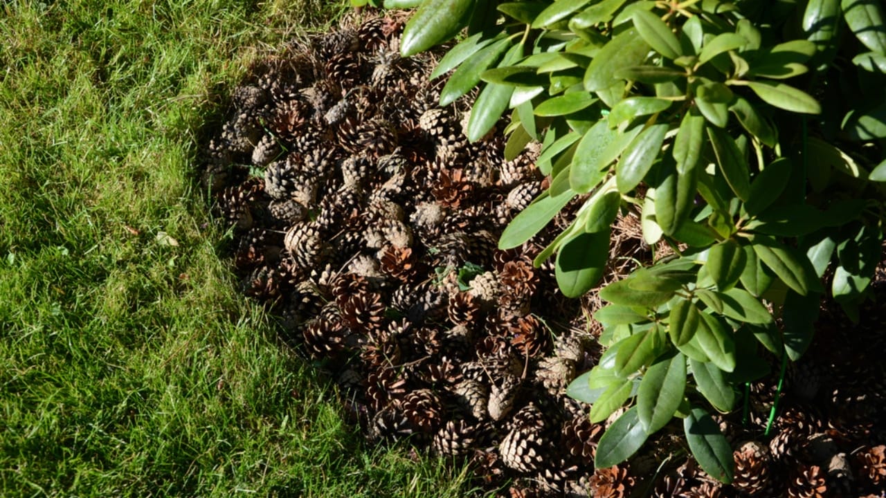 8 Reasons Gardening Pros Add Pinecones to Their Planters 3 8 Reasons Gardening Pros Add Pinecones to Their Planters - pine cone mulch under plant ss1781798789
