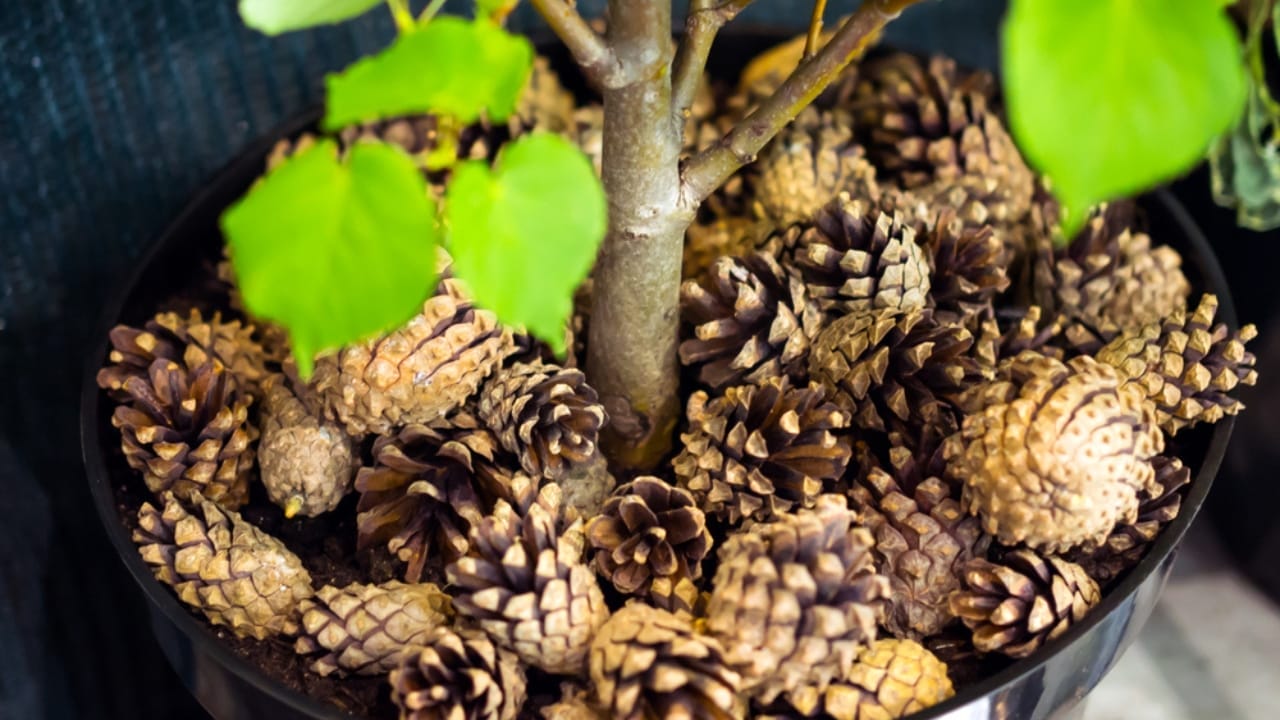 10 Creative Ways to Use Pine Cones in Your Home & Garden 9 10 Creative Ways to Use Pine Cones in Your Home & Garden - pine cone mulching flower pot ss1561979356