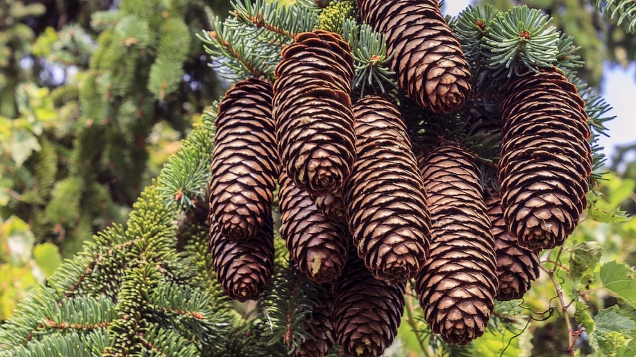 8 Reasons Gardening Pros Add Pinecones to Their Planters 10 8 Reasons Gardening Pros Add Pinecones to Their Planters - pine cones dp38037537