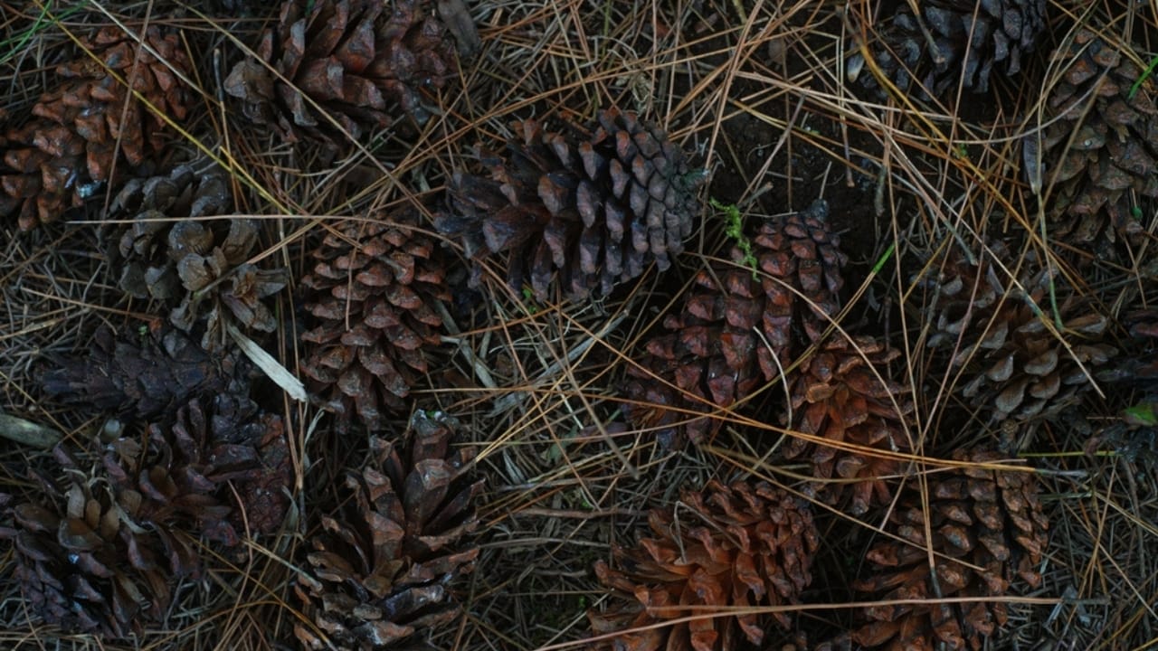 8 Reasons Gardening Pros Add Pinecones to Their Planters 6 8 Reasons Gardening Pros Add Pinecones to Their Planters - pine cones in soil ss2481295137