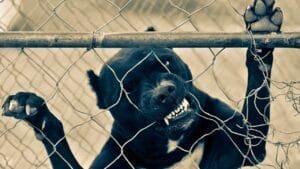 15 Dog Breeds So Intimidating They’ll Make Anyone Think Twice 1 15 Dog Breeds So Intimidating They’ll Make Anyone Think Twice - pitbull dog ss1366997069