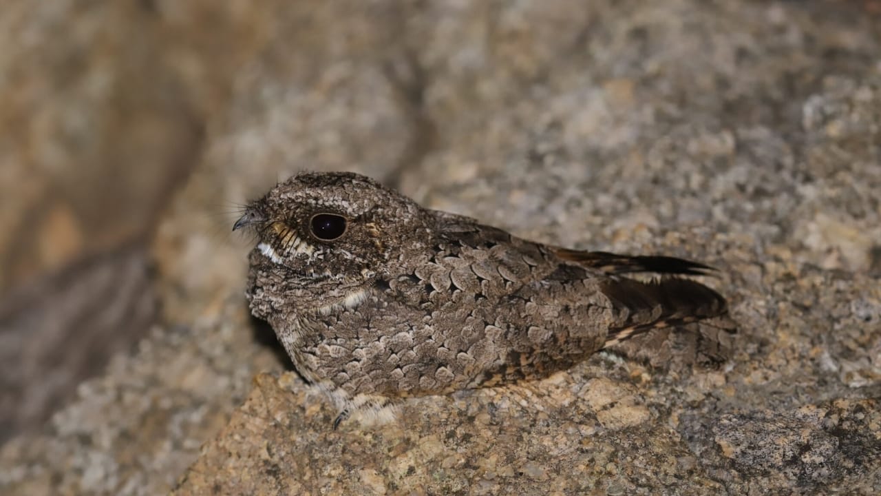 13 Birds That Sing the World’s Most Beautiful Songs 15 13 Birds That Sing the World’s Most Beautiful Songs - poorwill wc