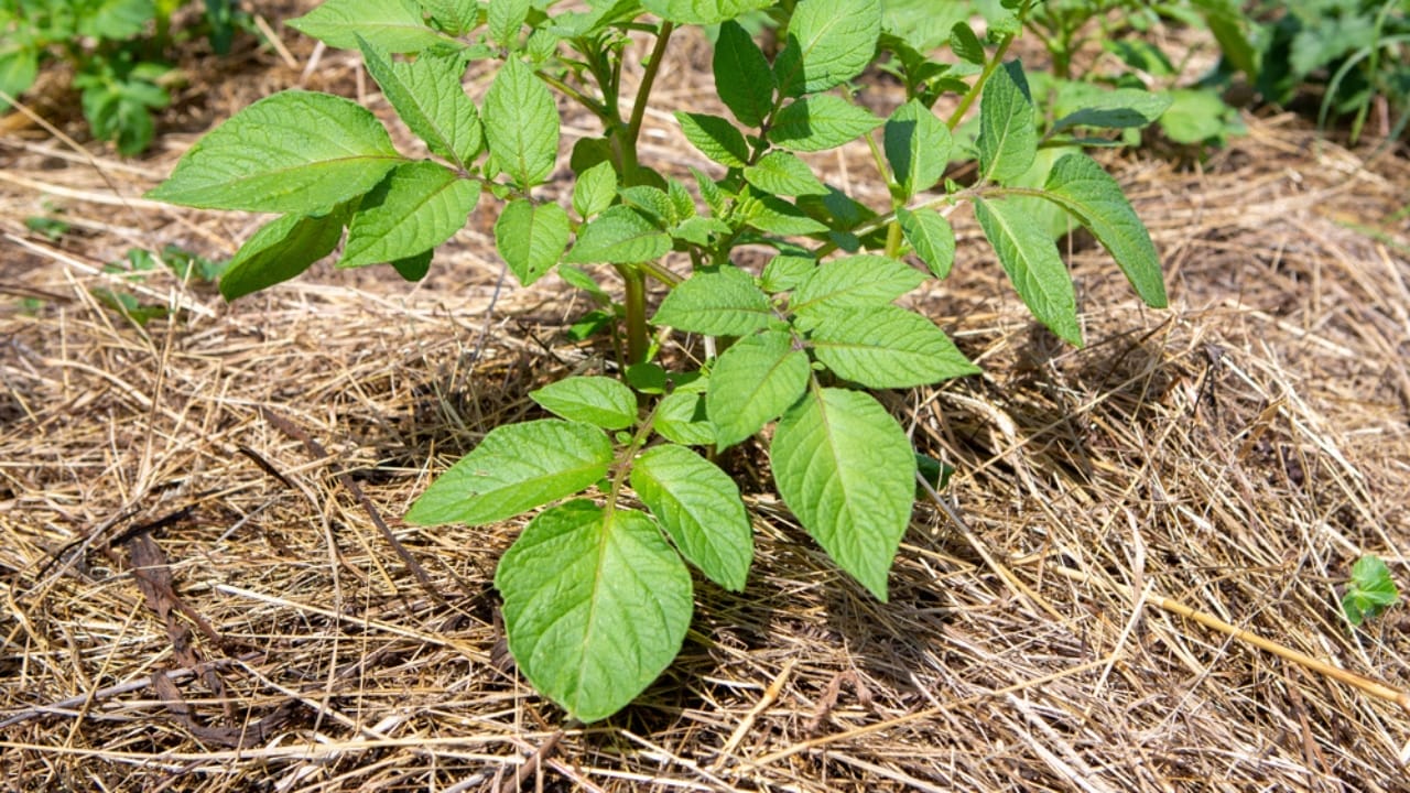 16 Clever Ways to Use Straw in Your Garden 4 16 Clever Ways to Use Straw in Your Garden - potato mulch ss1869829642