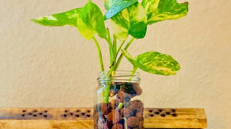 15 Plants That Thrive in LECA & Semi-Hydroponics 6 15 Plants That Thrive in LECA & Semi-Hydroponics - pothos leca ss2370772799