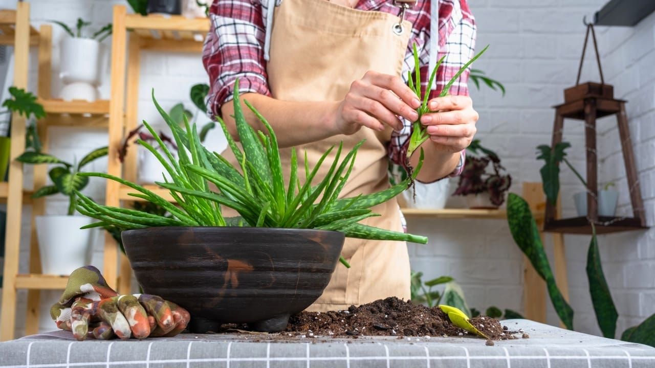 11 Houseplants You Can Forget About—No Fertilizer Needed - propagate aloe vera plant ss2443700119