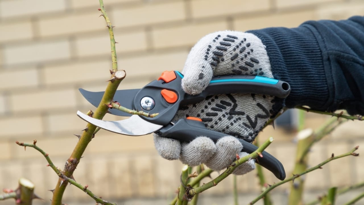 Want to Grow Elderberries? Here's How to Do It Right - pruning ss2484364643