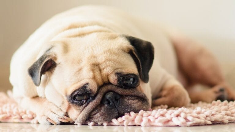 15 Dog Breeds That Struggle with Separation Anxiety When Left Alone for Too Long 8 15 Dog Breeds That Struggle with Separation Anxiety When Left Alone for Too Long - pug dog sad ss1080967997