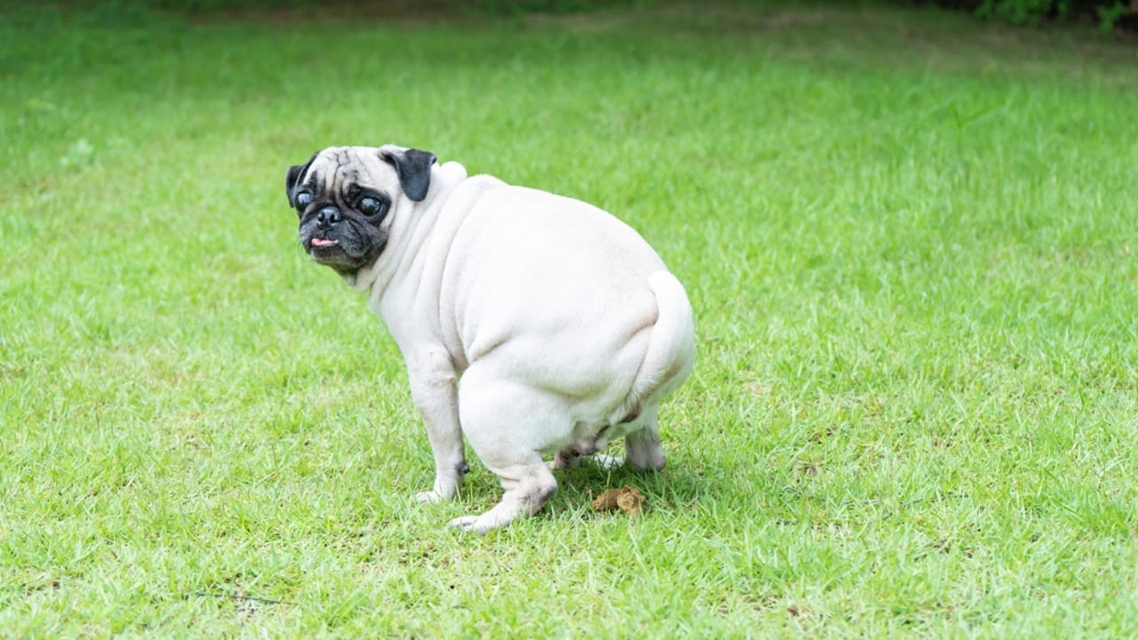 15 Reasons Why Dog Poop is a Serious Health Hazard 6 15 Reasons Why Dog Poop is a Serious Health Hazard - pug pooping ss1888305205