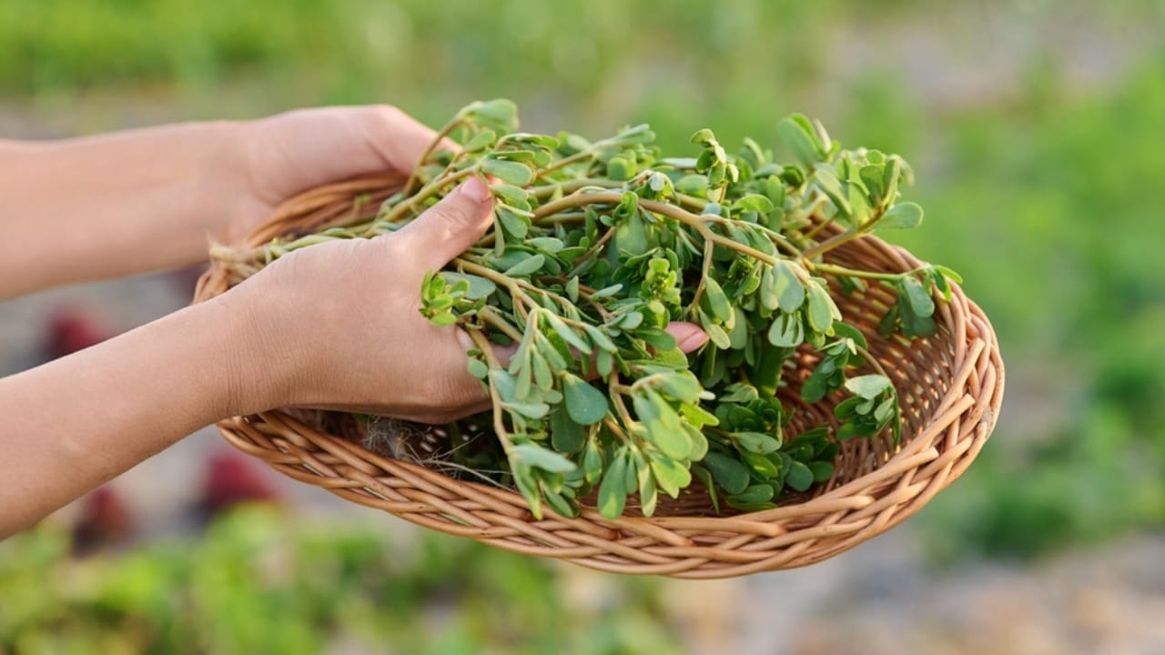 Purslane: The Forgotten Superfood Plant That Can Boost Your Health 3 Purslane: The Forgotten Superfood Plant That Can Boost Your Health - purslane in basket ss2190371695