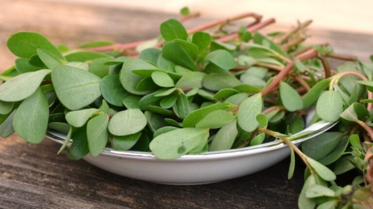 Purslane: The Forgotten Superfood Plant That Can Boost Your Health 4 Purslane: The Forgotten Superfood Plant That Can Boost Your Health - purslane ss2153309095