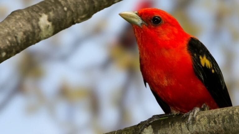 13 Birds That Sing the World’s Most Beautiful Songs 2 13 Birds That Sing the World’s Most Beautiful Songs - red scarlet tanager ss2406651435