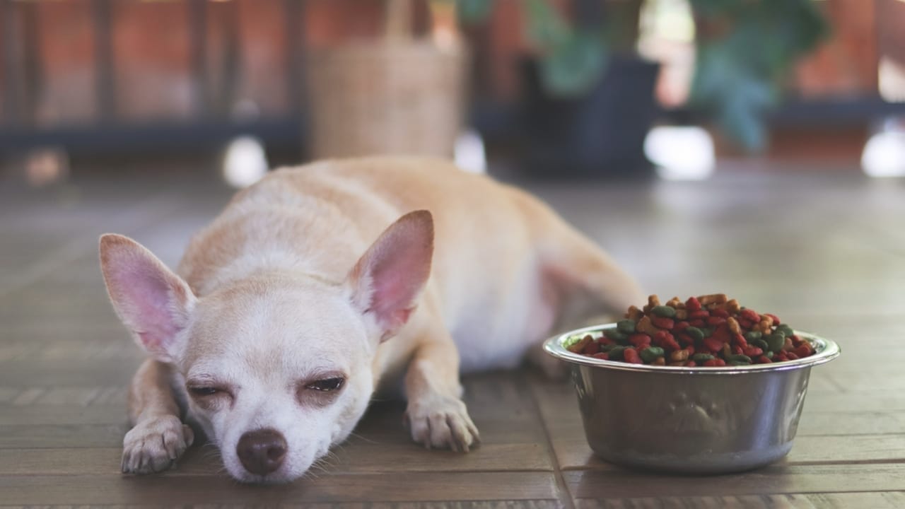 Relax Your Anxious Dog with These 15 Calming Treats 7 Relax Your Anxious Dog with These 15 Calming Treats -