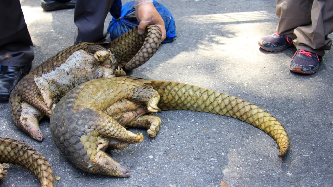 The World's Most Trafficked Mammal: One Poached Every Three Minutes 5 The World's Most Trafficked Mammal: One Poached Every Three Minutes - rescuing pangolins indonesia ss1663088653