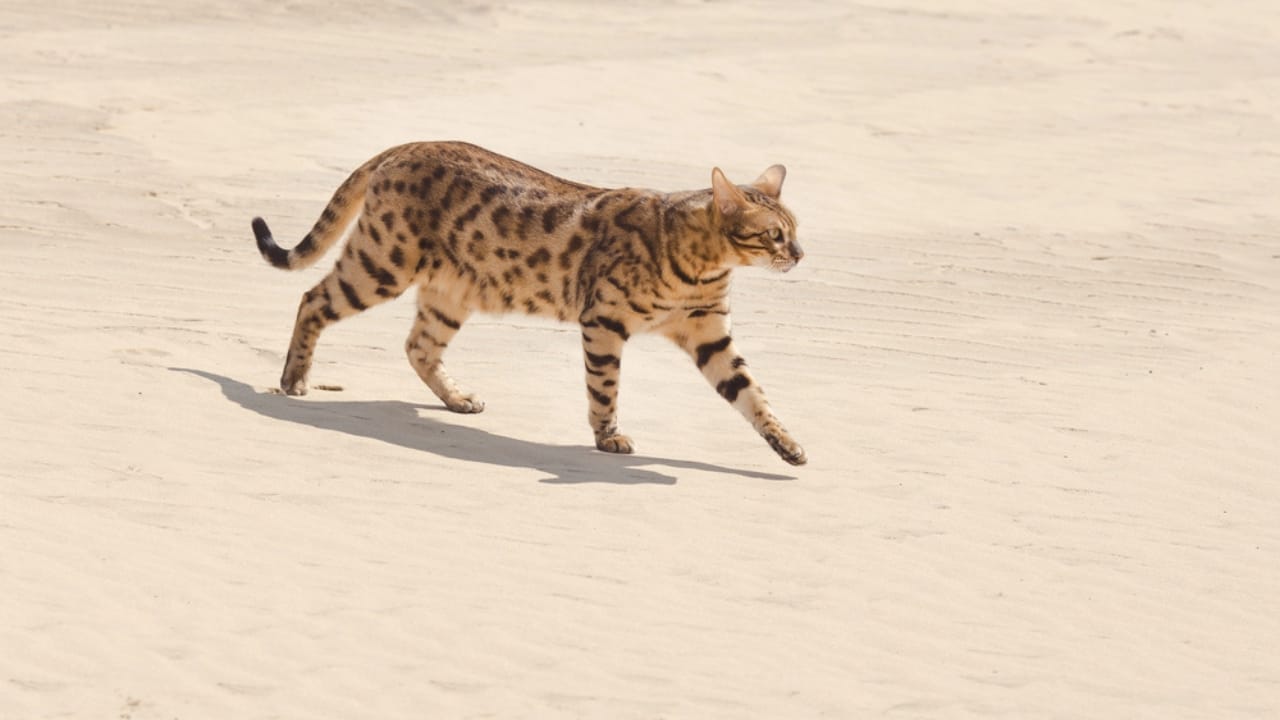 Meet the Savannah Cat: An Exotic 1980s Serval-Siamese Hybrid in Your Living Room - savannah cat in desert dp107034746