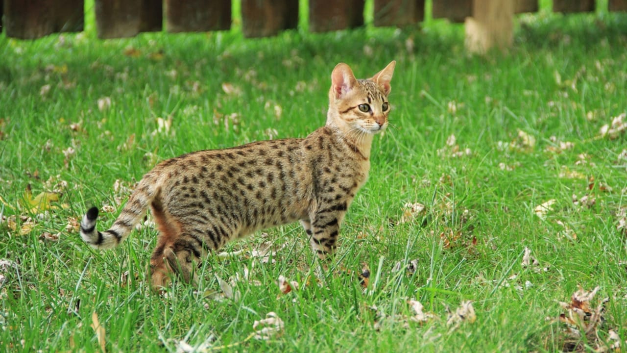 Meet the Savannah Cat: An Exotic 1980s Serval-Siamese Hybrid in Your Living Room - savannah cat on grass dp170979352