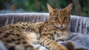 Meet the Savannah Cat: An Exotic 1980s Serval-Siamese Hybrid in Your Living Room 1 Meet the Savannah Cat: An Exotic 1980s Serval-Siamese Hybrid in Your Living Room - savannah cat on sofa ss2202547217