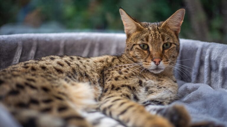 Meet the Savannah Cat: An Exotic 1980s Serval-Siamese Hybrid in Your Living Room - savannah cat on sofa ss2202547217