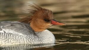 10 of the World's Rarest Birds: Among Over 10,000 Species, 1,480 are on the Brink of Disappearing 1 10 of the World's Rarest Birds: Among Over 10,000 Species, 1,480 are on the Brink of Disappearing - scaly sided merganser mergus squamatus ss 2073289928