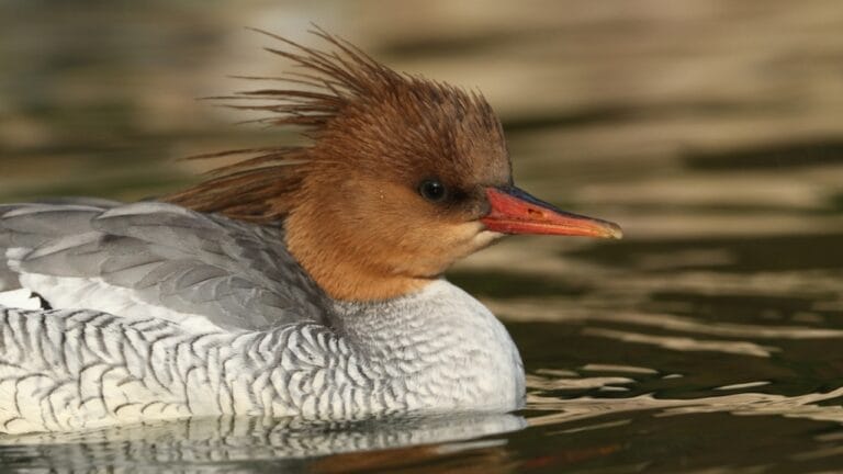 10 of the World's Rarest Birds: Among Over 10,000 Species, 1,480 are on the Brink of Disappearing - scaly sided merganser mergus squamatus ss 2073289928