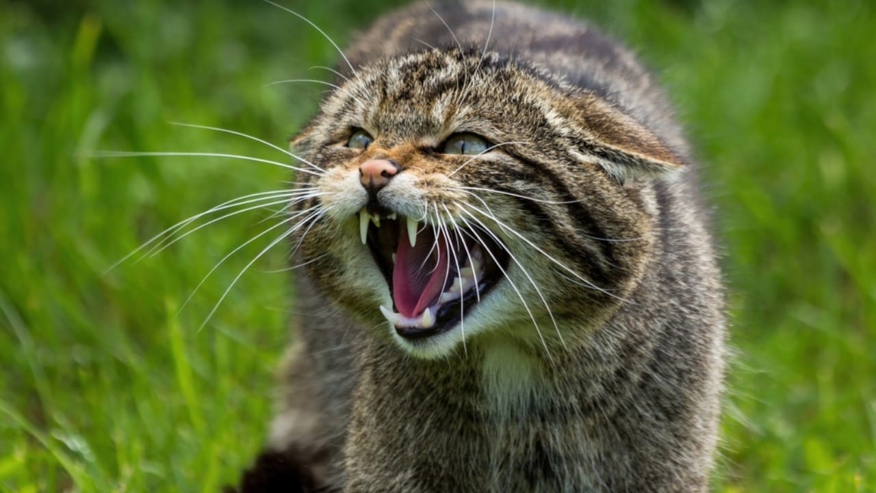 5 Reasons Cats Rub Against You That Might Change How You Interact with Them 3 5 Reasons Cats Rub Against You That Might Change How You Interact with Them - scottish wildcat ss2423904245