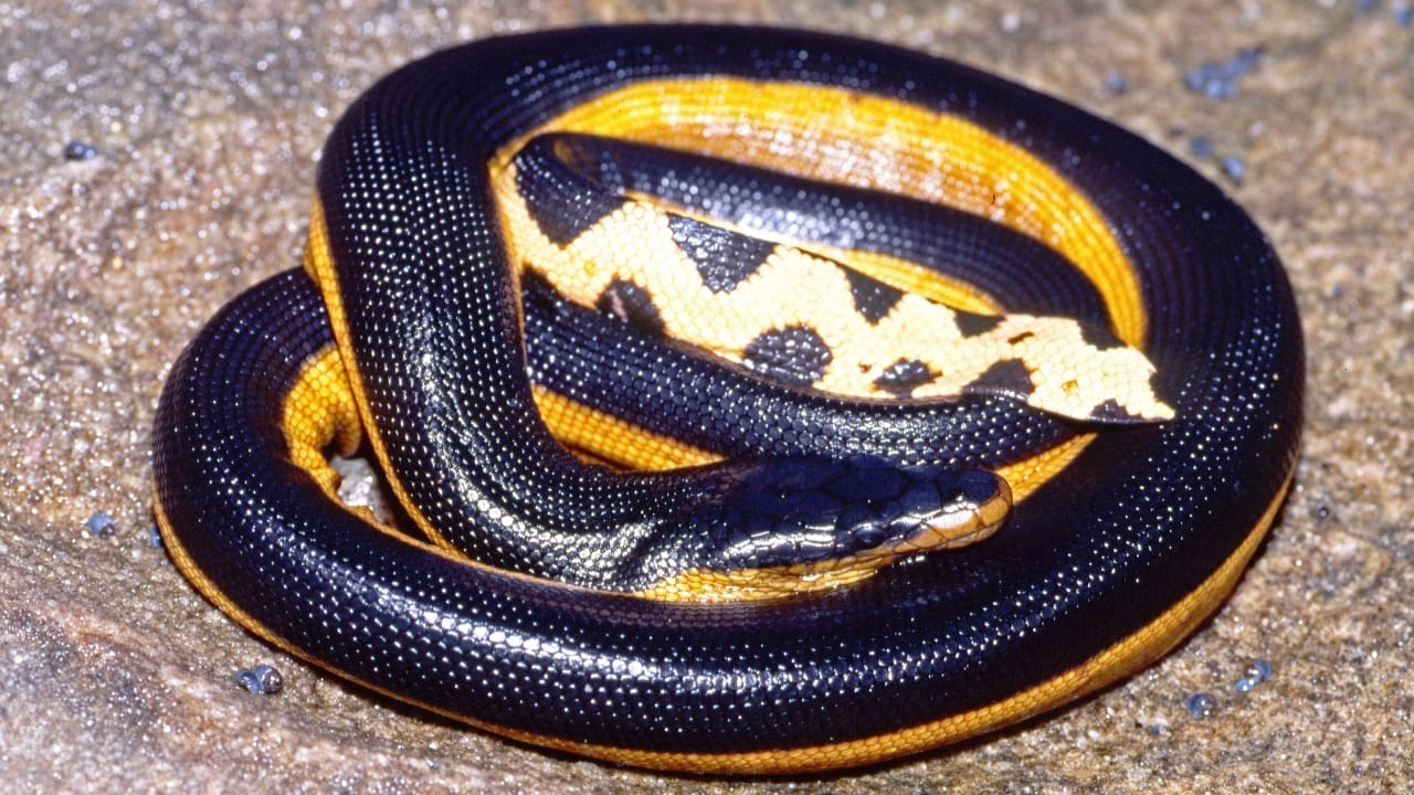 10 Weird Snakes That Make You Question What’s Possible in Nature - sea snake ss1476303812