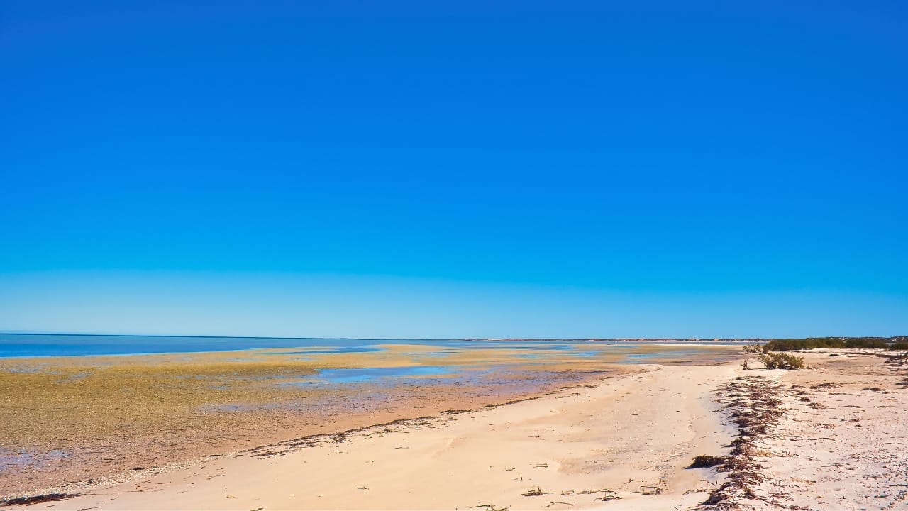 Researchers Discover World’s Largest Plant—A 4,500-Year-Old Giant Spanning 112 Miles off Australia’s Coast - shark bay Australia ss2502706705