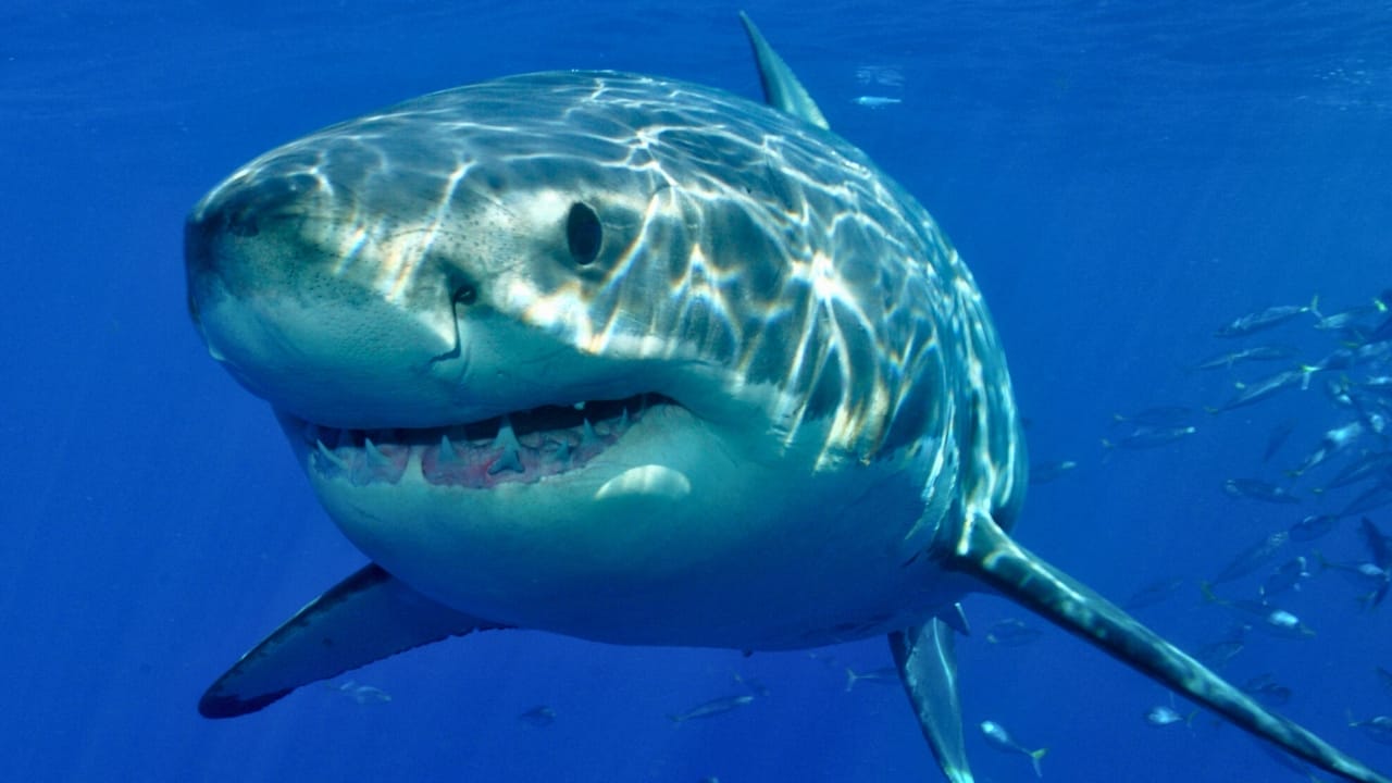15 Shark Facts That Prove There's More to These Predators Than Meets the Eye 3 15 Shark Facts That Prove There's More to These Predators Than Meets the Eye - shark ss89941513