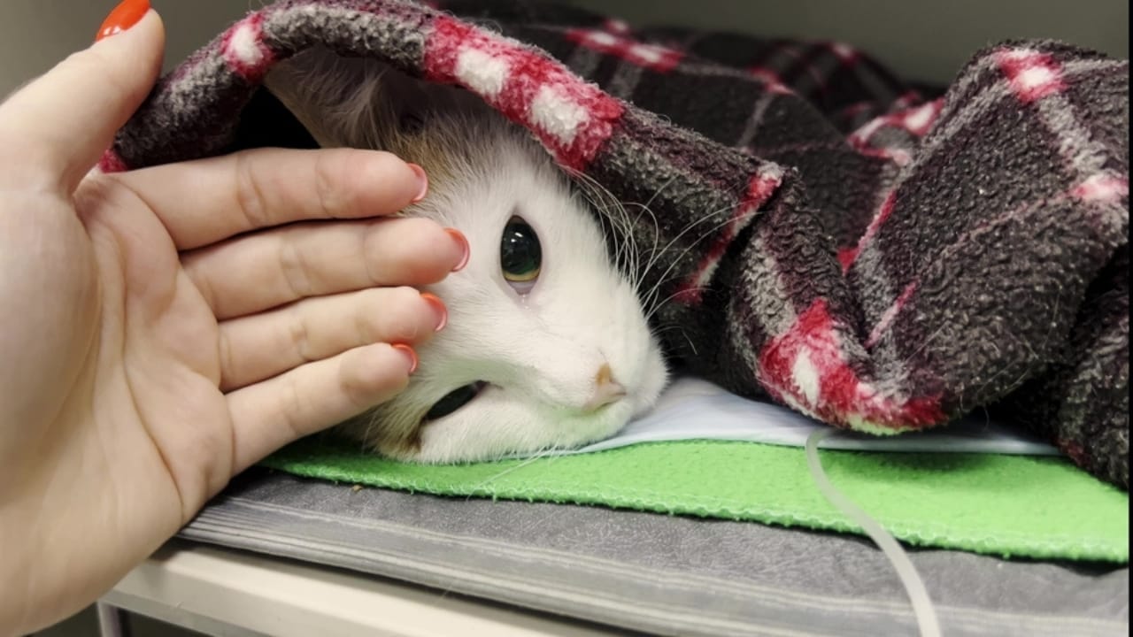 What It Might Mean If Your Cat Suddenly Stops Eating - sick cat in vet ss2284255609