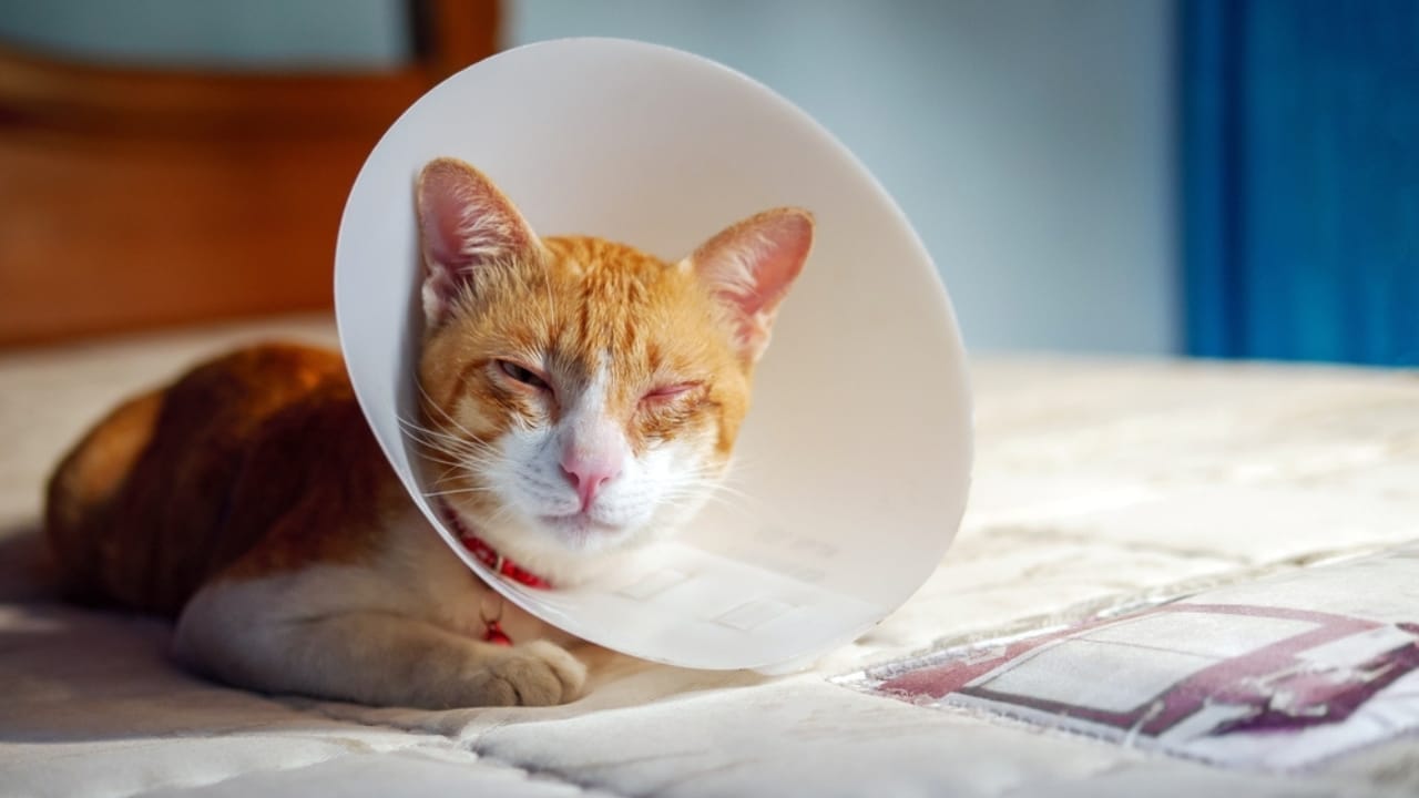 What It Might Mean If Your Cat Suddenly Stops Eating - sick cat ss2484016223